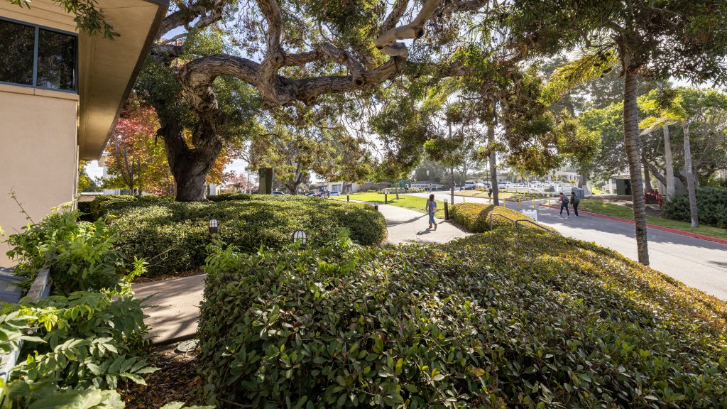 Campus scenery vegetation at day time