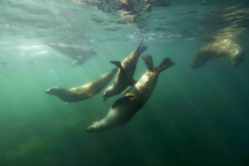 Sea lions swim in a group in La Jolla Cove