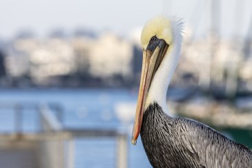 Pelican at Shelter Island CA