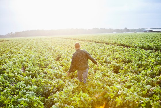 Man in Field